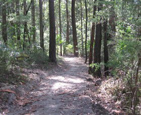 Strickland State Forest - Tourism Caloundra 2