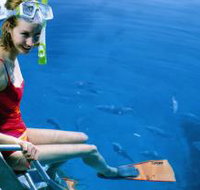 Roy Rufus Artificial Reef Dive Site - Tourism Caloundra