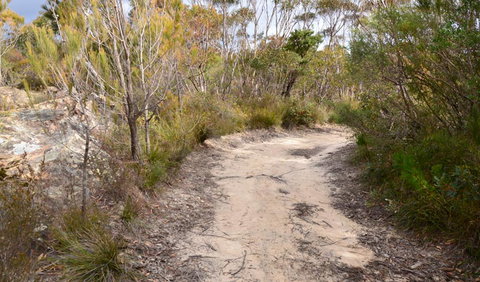Cambewarra Range Nature Reserve - Tourism Caloundra 1