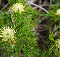 Illawarra lookout walking track - Tourism Caloundra