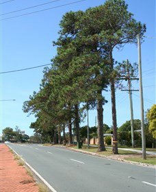 Anzac Memorial Avenue, Redcliffe - Tourism Caloundra 1