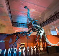 Australian Museum - Tourism Caloundra