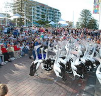 Pelican Feeding - Tourism Caloundra