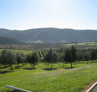 Hastings Valley Olives - Tourism Caloundra