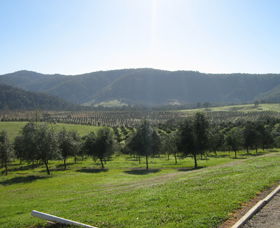 Hastings Valley Olives - Tourism Caloundra 0