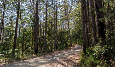 Hastings Forest Way Touring Route - Tourism Caloundra 1
