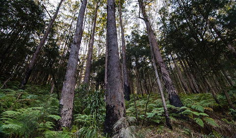 Hastings Forest Way Touring Route - Tourism Caloundra 2