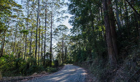 Hastings Forest Way Touring Route - Tourism Caloundra 3