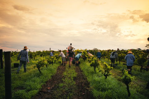 Tyrrells Vineyards - Tourism Caloundra 1
