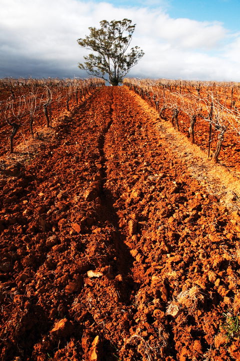 Tyrrells Vineyards - Tourism Caloundra 3