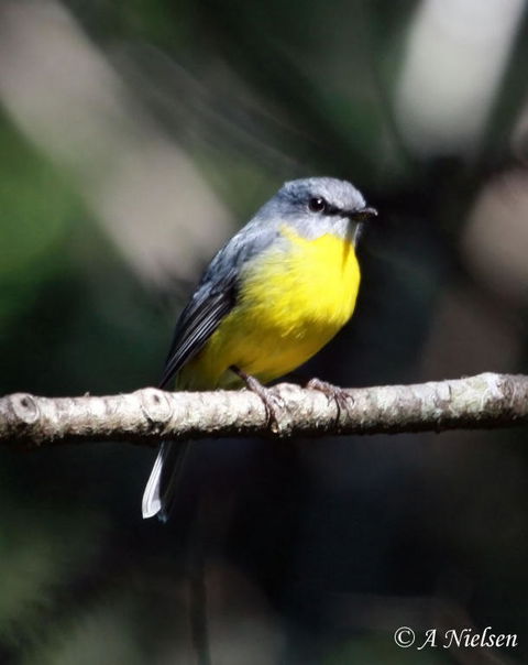 Cooloola Nature - Tourism Caloundra 4