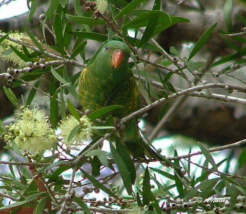Cooloola Nature - Tourism Caloundra 8