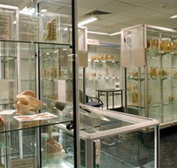 Museum of Human Disease - Tourism Caloundra