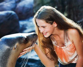Sea Life Sunshine Coast - Tourism Caloundra 1