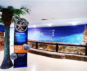 Sea Life Sunshine Coast - Tourism Caloundra 2