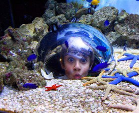 Sea Life Sunshine Coast - Tourism Caloundra 0