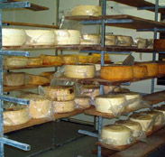 Harvey Cheese - Tourism Caloundra
