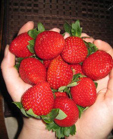 The Strawberry Farm - Tourism Caloundra 0