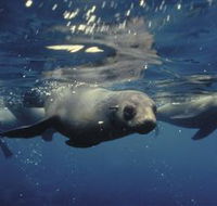 Wilsons Promontory Marine National Park - Tourism Caloundra