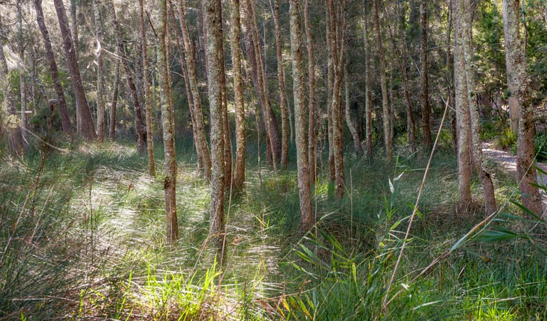 Cambewarra Mountain NSW Tourism Caloundra