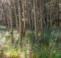 Anabranch loop track - Tourism Caloundra