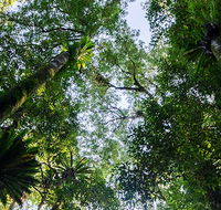 Botanic walk - Tourism Caloundra