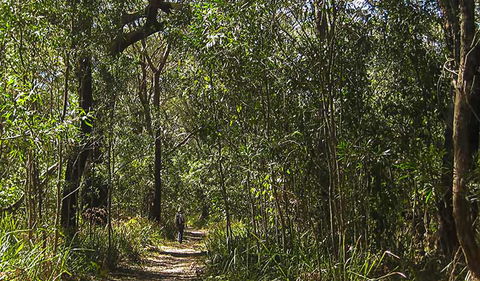 Sand Track Walk (south) - Tourism Caloundra 0