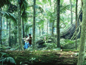 Binna Burra QLD Tourism Caloundra