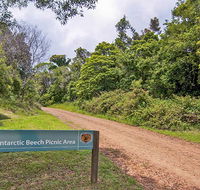 Antarctic Beech picnic area - Tourism Caloundra