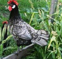 Merry Maidens Veggies - Tourism Caloundra