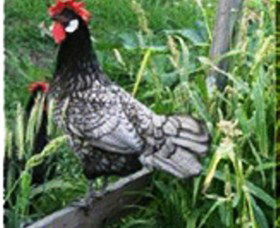 Merry Maidens Veggies - Tourism Caloundra 0