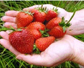 Merry Maidens Veggies - Tourism Caloundra 1