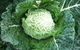 Merry Maidens Veggies - thumb 2