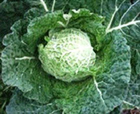 Merry Maidens Veggies - Tourism Caloundra 2