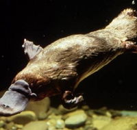 Platypus Pool - Tourism Caloundra