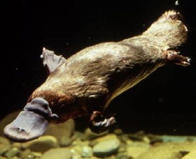 Platypus Pool - Tourism Caloundra 0
