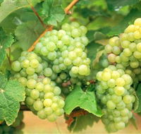 Red Tail Wines - Tourism Caloundra