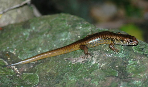 Boorganna Nature Reserve - Tourism Caloundra 1