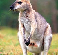 Venman Bushland National Park - Tourism Caloundra