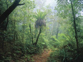 Wagawn - Tourism Caloundra 0