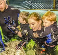 Irukandji Shark and Ray Encounters - Tourism Caloundra