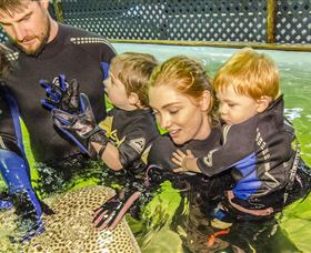 Irukandji Shark And Ray Encounters - Tourism Caloundra 0