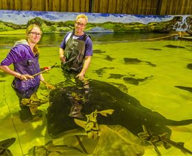 Irukandji Shark And Ray Encounters - Tourism Caloundra 3