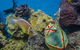 Irukandji Shark And Ray Encounters - thumb 6