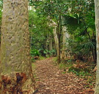 Depot Beach Rainforest walk - Tourism Caloundra