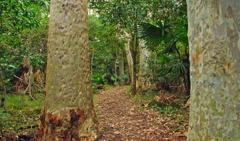 Depot Beach Rainforest Walk - Tourism Caloundra 0