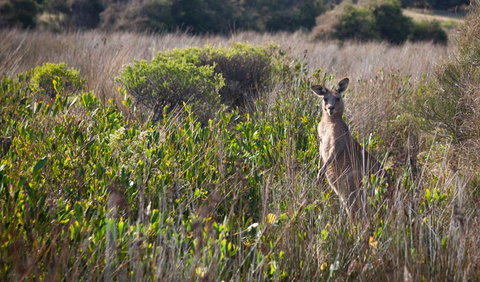 Murramarang Aboriginal Area Walking Track - Tourism Caloundra 0