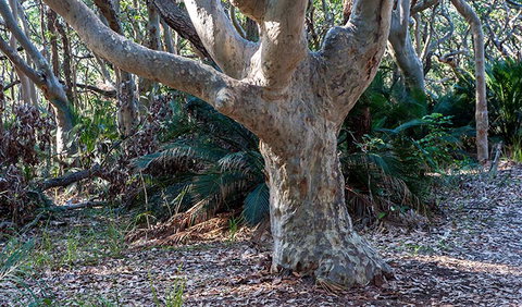 Myrtle Beach Walking Track - Tourism Caloundra 1