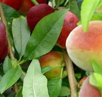 Fruit Salad Tree Company - Tourism Caloundra