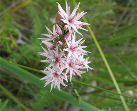 Booderee National Park: Green Patch And Telegraph Creek Walking Tracks - Tourism Caloundra 5